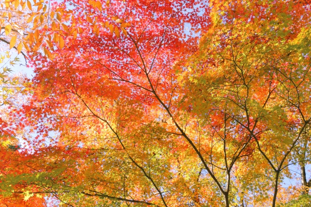 カラフルな紅葉が一面に広がっている